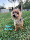 Omni
