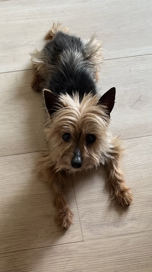 picture of the dog needing adoption