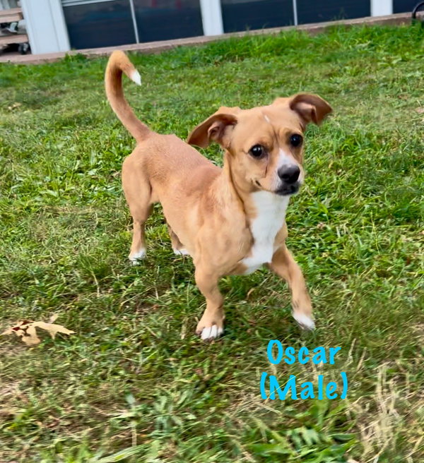 Oscar
