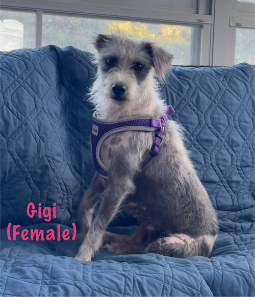 Gigi