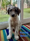 Nanook
