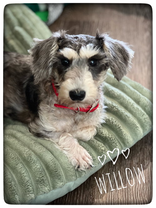 Willow
