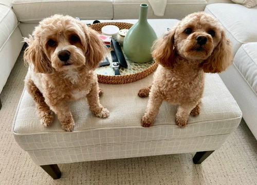 Leo & Chloe photo 2