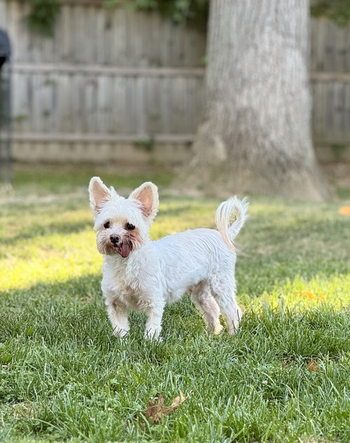 picture of the dog needing adoption