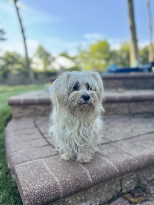 Coco