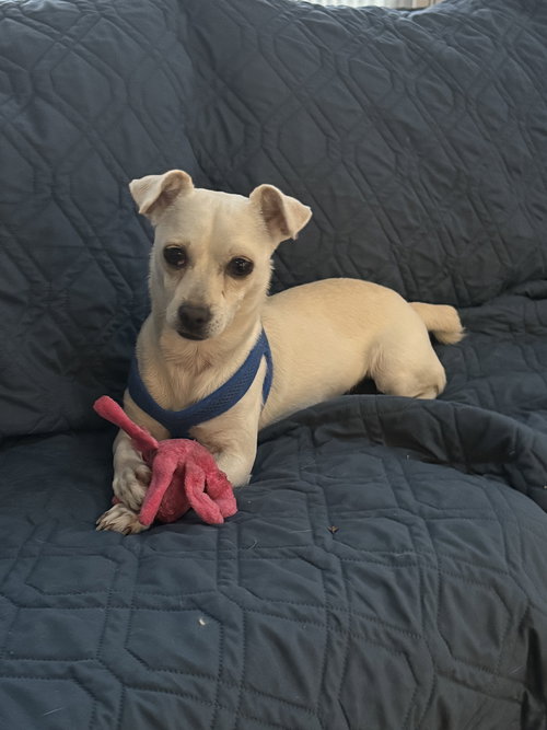 picture of the dog needing adoption