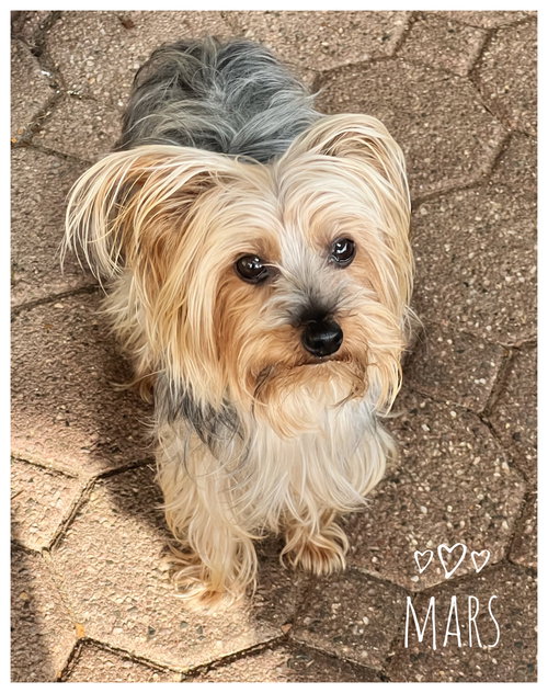picture of the dog needing adoption