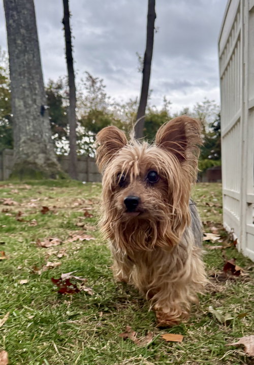 picture of the dog needing adoption