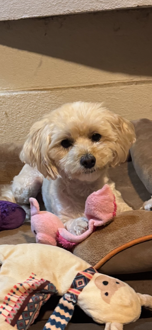 picture of the dog needing adoption