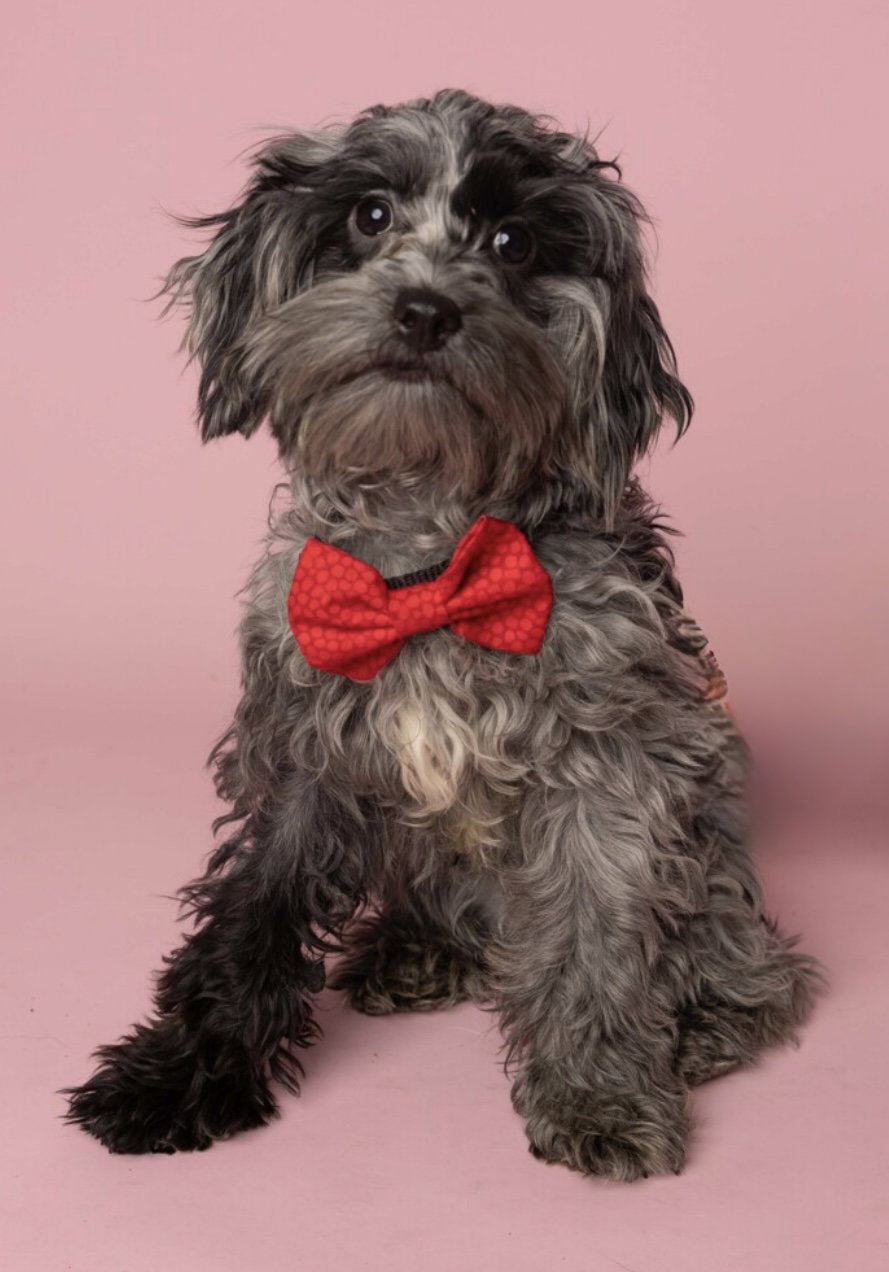 Esme (Rosie) Image