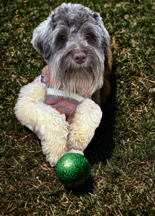 picture of the dog needing adoption
