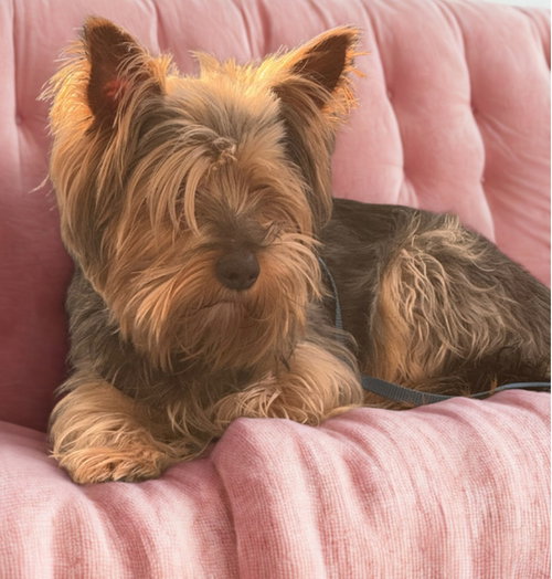 picture of the dog needing adoption