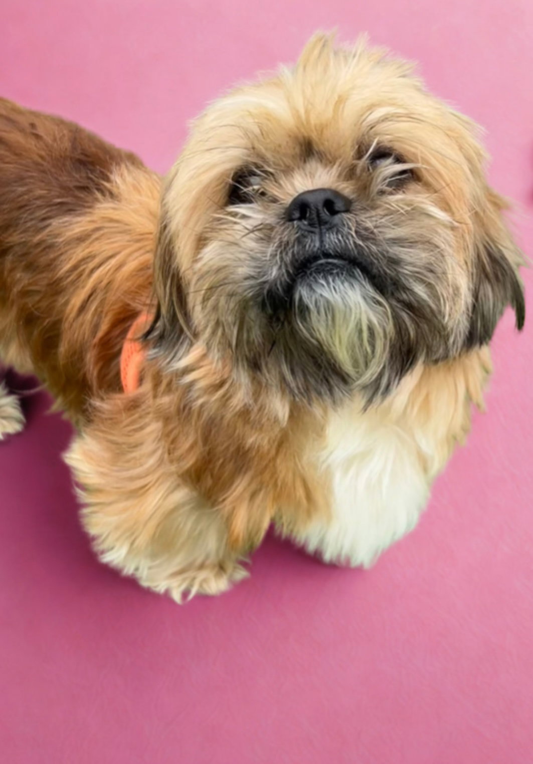 Shih Tzu