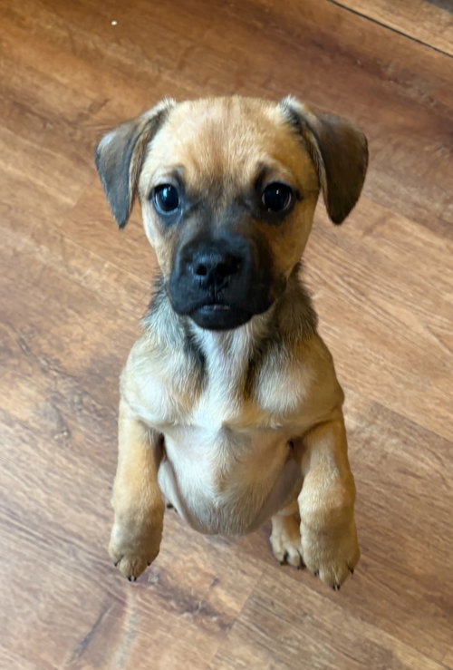 Melody, an adoptable Pug in North Babylon, NY