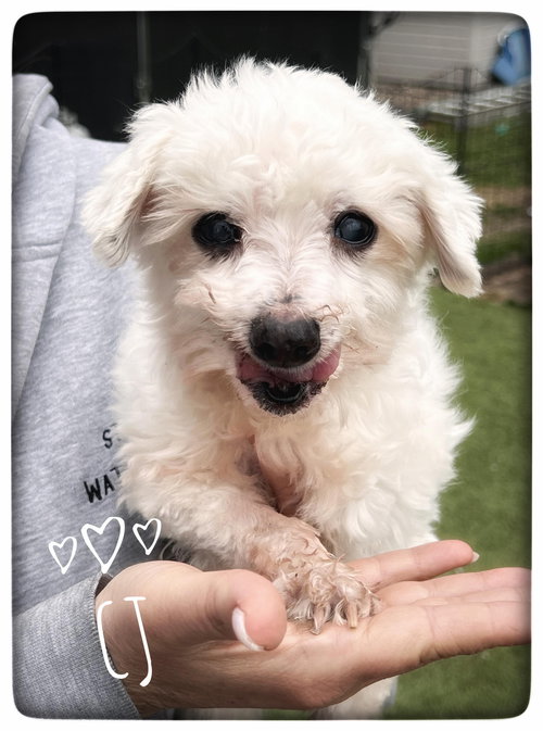 CJ, an adoptable Maltese in North Babylon, NY