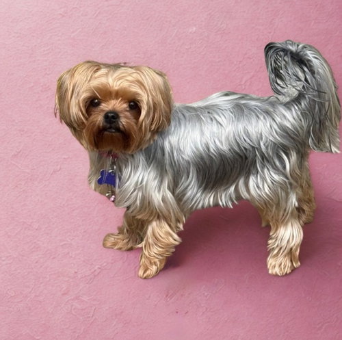 picture of the dog needing adoption