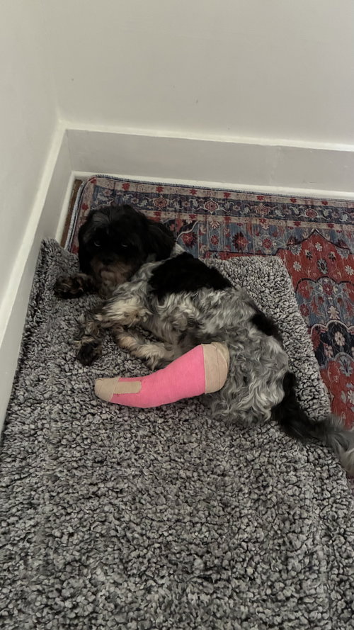 Mia, an adoptable Shih Tzu in North Babylon, NY