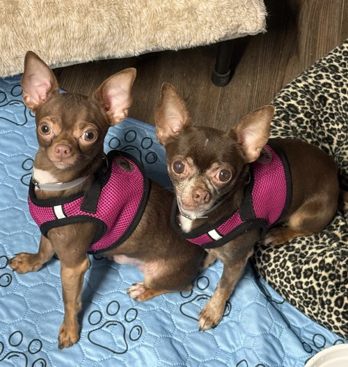 Kahlo & Zapato, an adoptable Chihuahua in North Babylon, NY