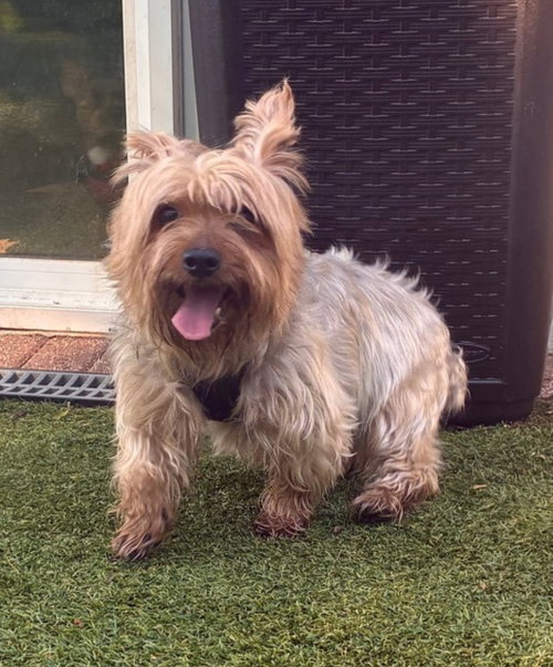 Monk, an adoptable Silky Terrier in North Babylon, NY