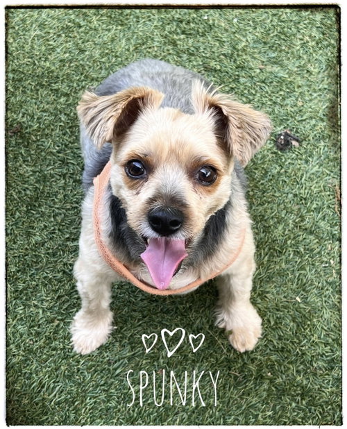 Spunky, an adoptable Yorkshire Terrier Yorkie in North Babylon, NY