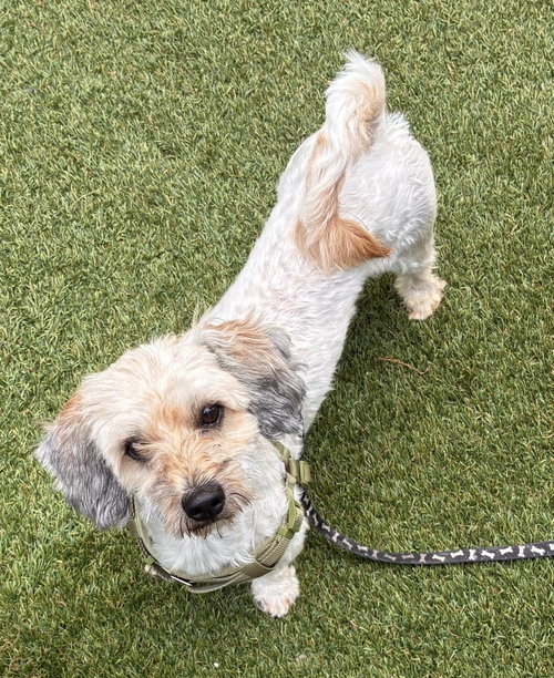Tyson, an adoptable Poodle in North Babylon, NY