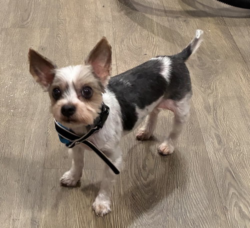 Benji