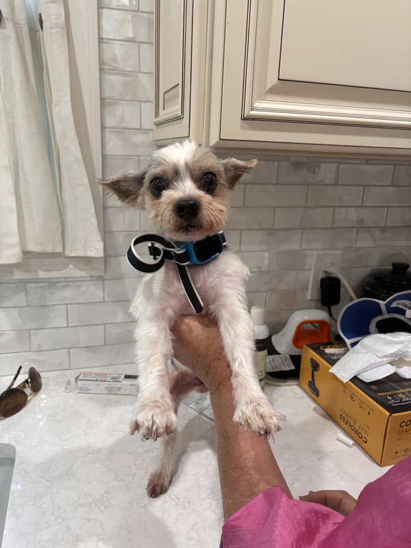 Benji