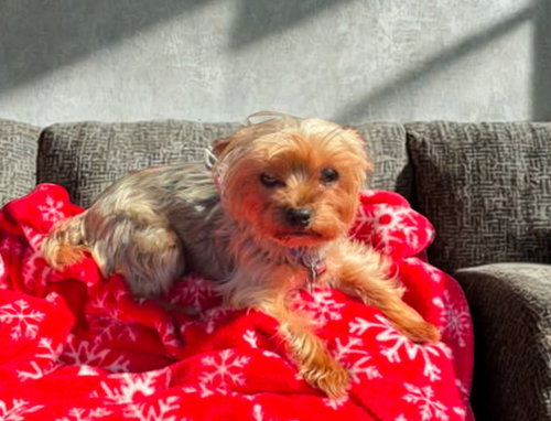 Destiny, an adoptable Yorkshire Terrier Yorkie in North Babylon, NY