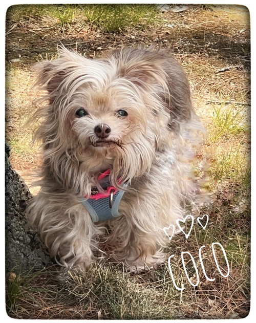 Coco