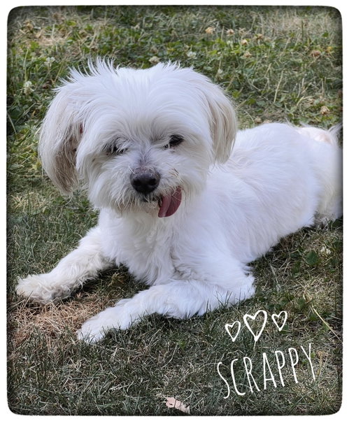 Scrappy