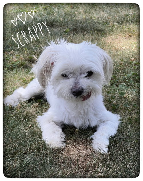 Scrappy photo 2