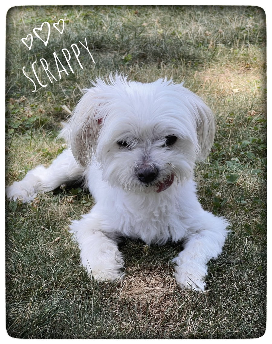 Scrappy