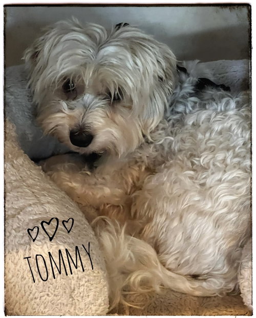 Tommy photo 3