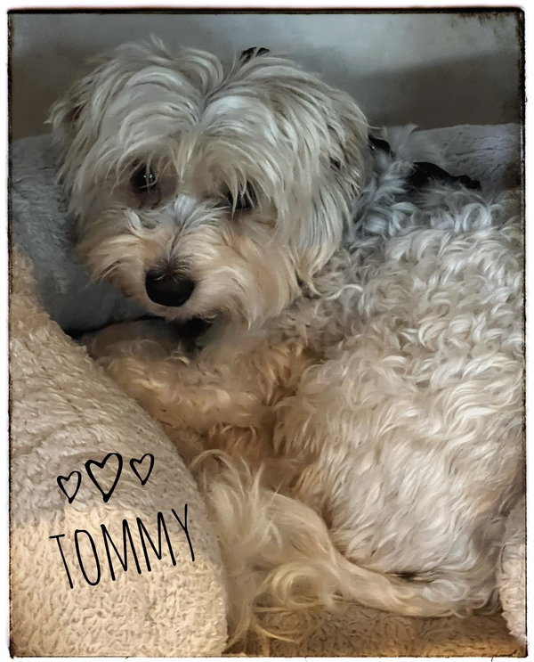 Tommy