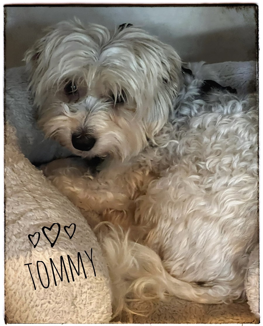 Tommy