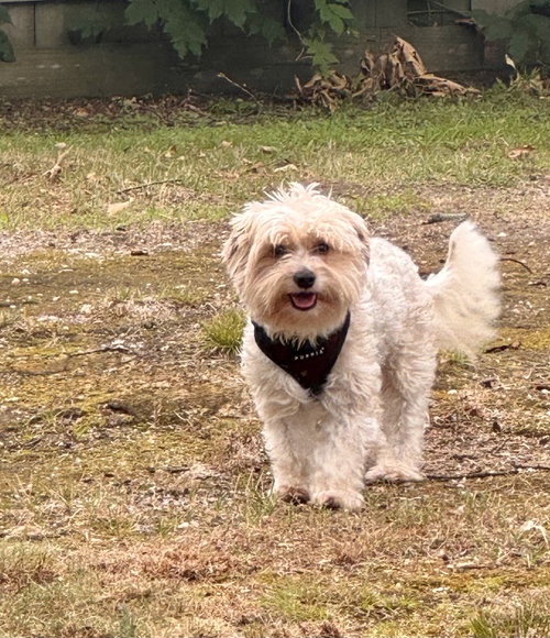 Tommy, an adoptable Yorkshire Terrier Yorkie in North Babylon, NY