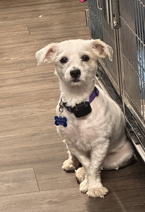 picture of the dog needing adoption