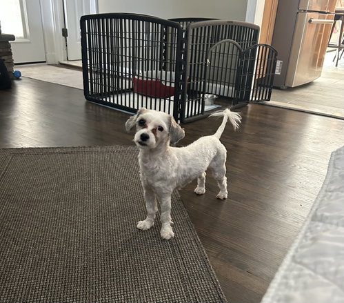Gouda, an adoptable Poodle in North Babylon, NY