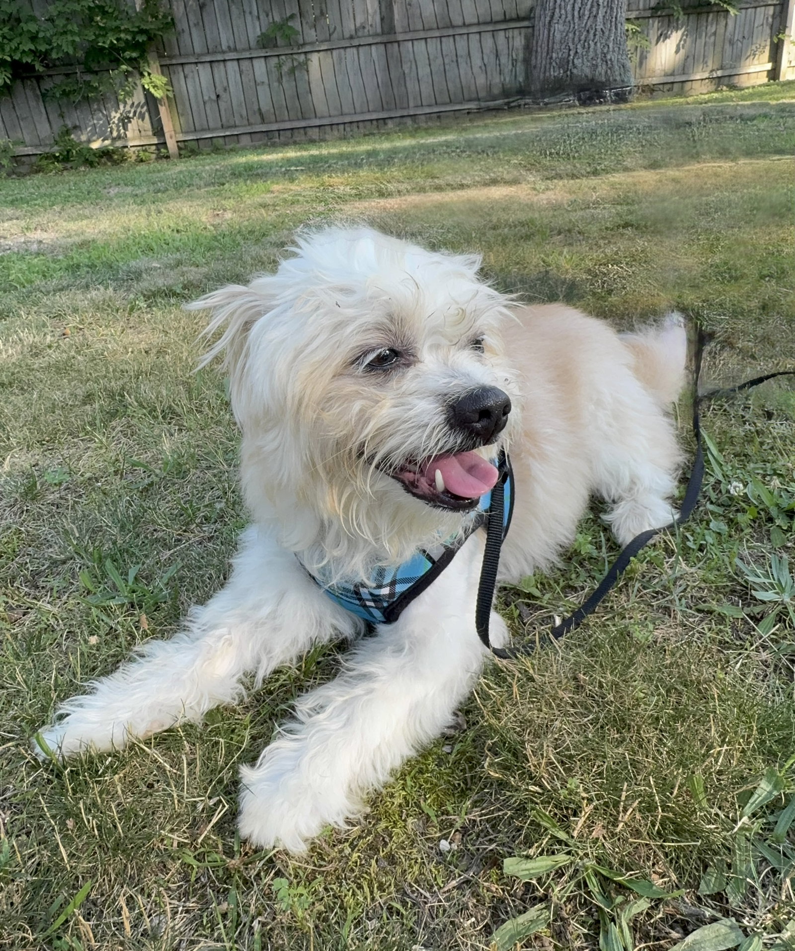 Gem, dog