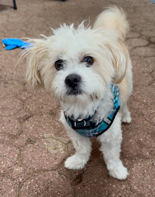 picture of the dog needing adoption