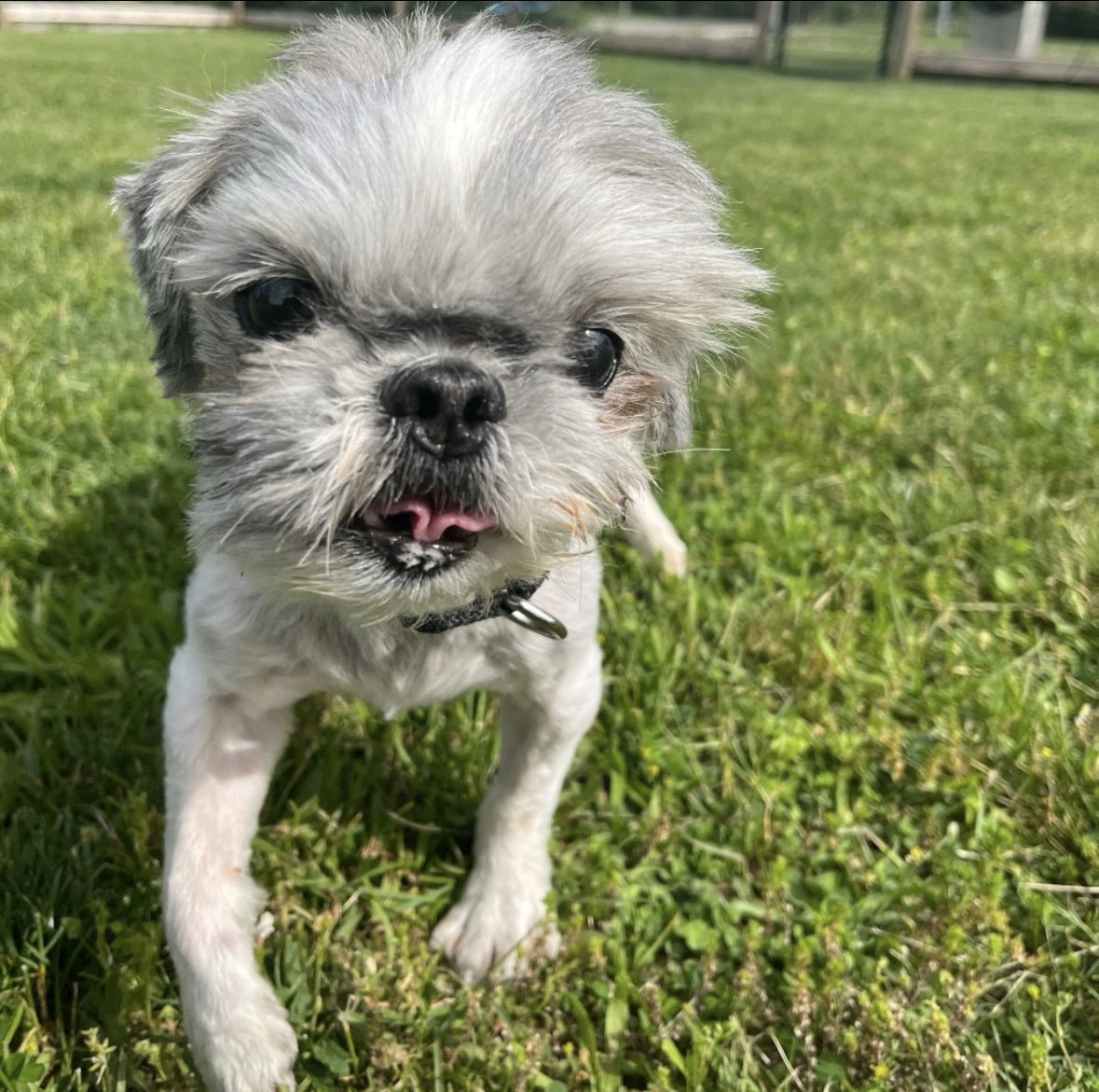 Max, dog