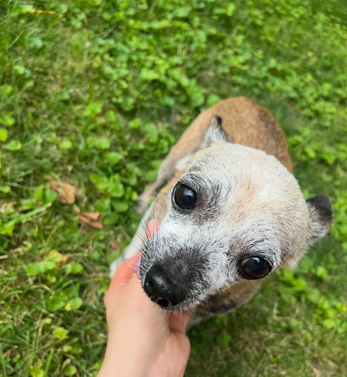 Dolly - Chihuahua