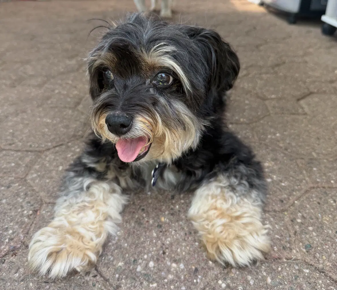 Regina - Yorkshire Terrier Yorkie