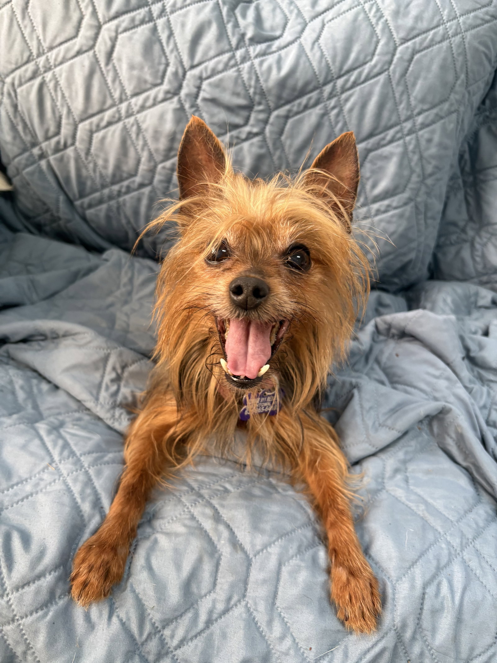 Gigi, dog