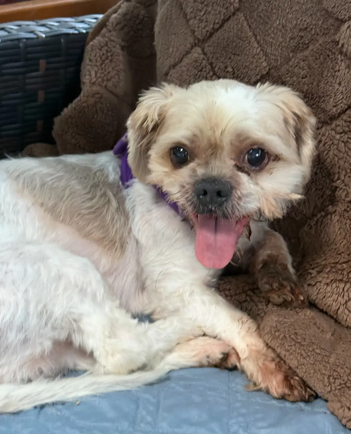 Cody - Shih Tzu
