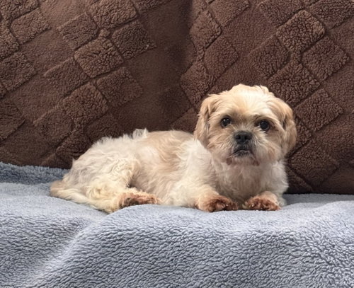 picture of the dog needing adoption
