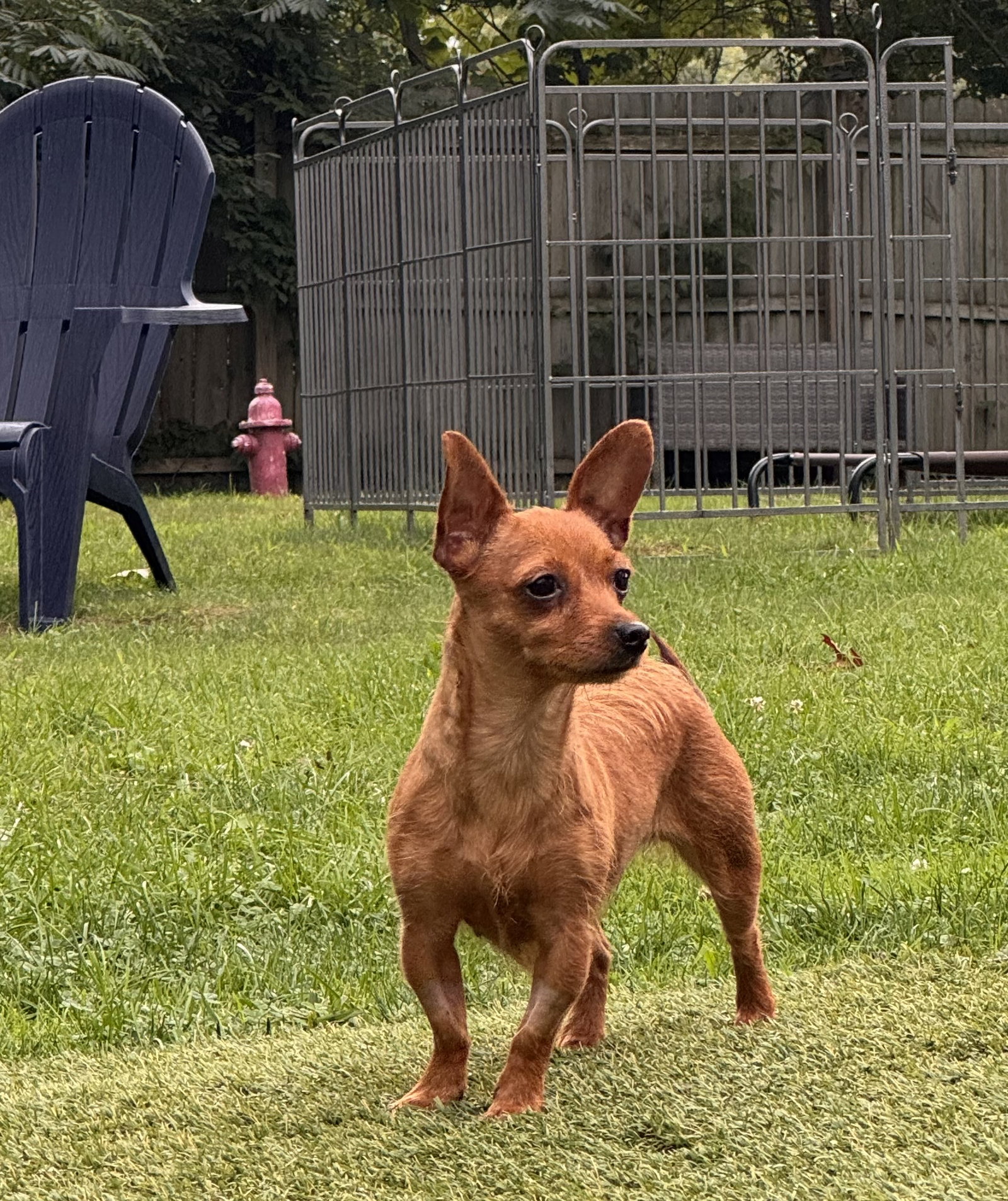 Betty, dog — photo 1 of 1