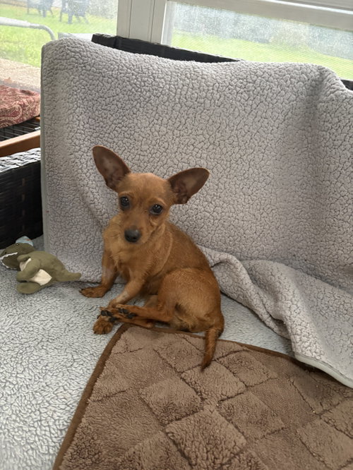 picture of the dog needing adoption