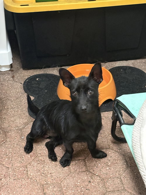 picture of the dog needing adoption