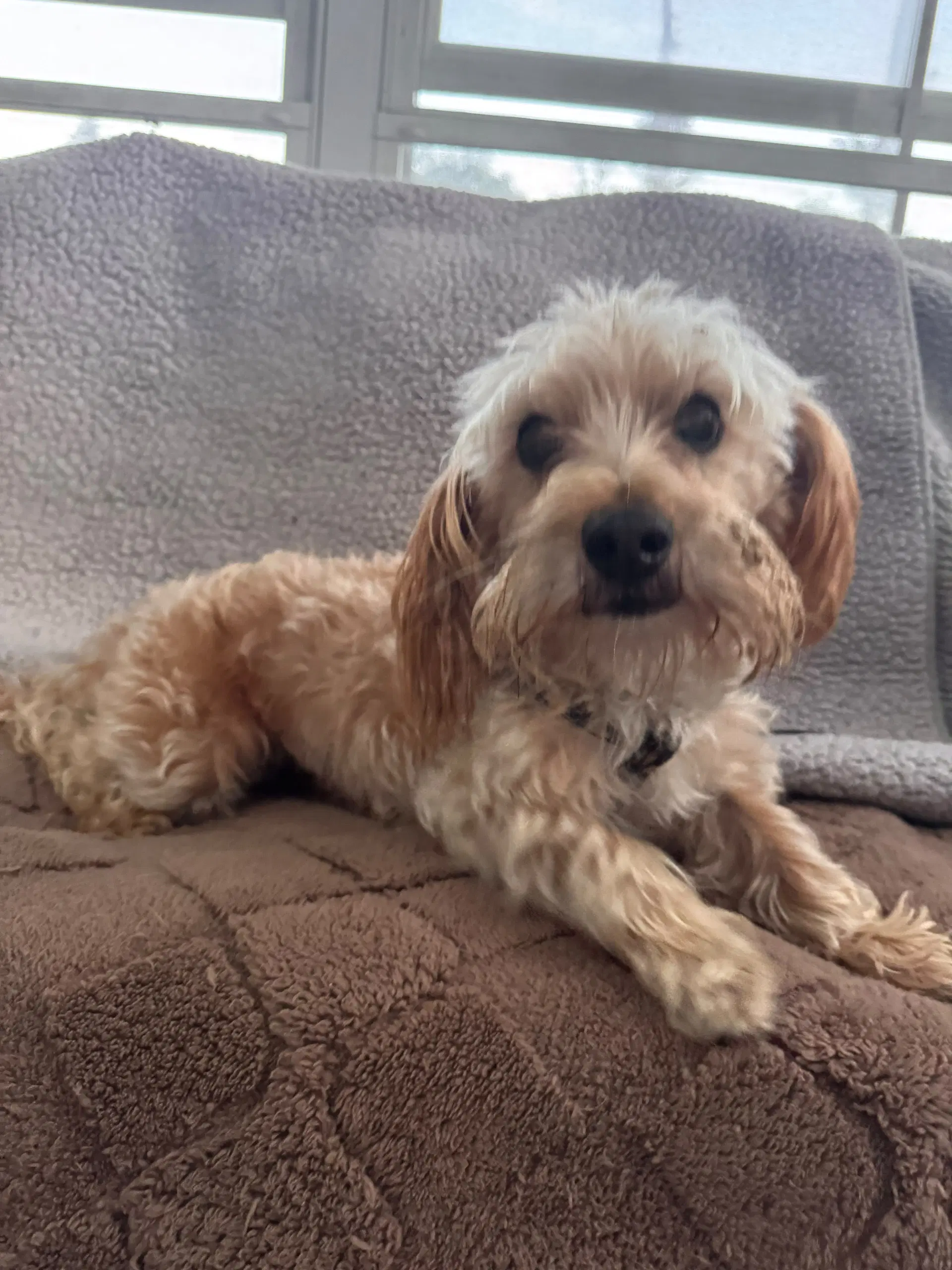 Mr Max - Yorkshire Terrier Yorkie